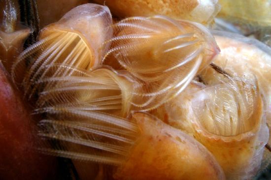 Представитель Семейства Heteralepadidae